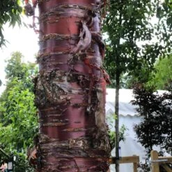 Single Stem Tibetan Cherry Tree | Prunus Serrula -Bloom And Harvest IMG 2542 1