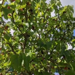 Repsime Mulberry Tree -Bloom And Harvest IMG 20200726 121446