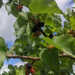 Repsime Mulberry Tree -Bloom And Harvest IMG 20200726 121520