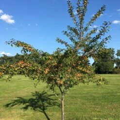 Mirabelle De Nancy Plum Tree -Bloom And Harvest IMG 4716