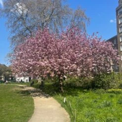 Cheal's Weeping Cherry Blossom Tree | Prunus Kiku Shidare Zakura -Bloom And Harvest IMG 6868