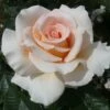 'Isn't She Lovely' Hybrid Tea Rose -Bloom And Harvest ISN T SHE LOVELY 2 Diciluvit 6b1576e0 7cd2 424d b985 1a70f687b950