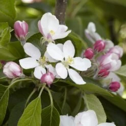 James Grieve Apple Tree | Dwarf Rootstock 11 James Grieve Apple Tree | Dwarf Rootstock -Bloom And Harvest JamesGrieveappleblossom