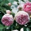 'Jasmina' Climbing Rose -Bloom And Harvest Jasmina02 a9e9a60c d1ae 4f46 8556 8e621a1da5d1