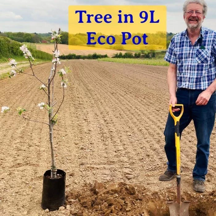 'New Large Early' Apricot Tree 5 'New Large Early' Apricot Tree - Image 3