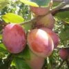 Jubilee Plum Tree -Bloom And Harvest Jubilee 1