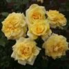 'Abbeyfield Gold' Hybrid Tea Rose -Bloom And Harvest KORquelda Abbeyfield Gold 23 97f975d7 6407 44ab b9d9 6c442e522514