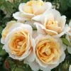 'Champagne Moment' Floribunda Rose -Bloom And Harvest KORvanaber Champagne Moment 50f9e857 6b7c 4b1d 8f50 2ac0b2380701