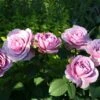 'Lavender Ice' Patio Shrub Rose 2 'Lavender Ice' Patio Shrub Rose -Bloom And Harvest Lavender Ice 4 1