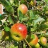'Lord Lambourne' Apple Tree -Bloom And Harvest LordLambourne 1
