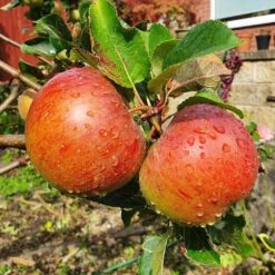 'Lord Lambourne' Apple Tree 8 'Lord Lambourne' Apple Tree -Bloom And Harvest LordLambourne 2