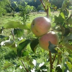 'Lord Lambourne' Apple Tree 9 'Lord Lambourne' Apple Tree -Bloom And Harvest LordLambourne 3