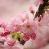 Kurilensis Ruby' Cherry Blossom Tree | Prunus Nipponica -Bloom And Harvest Nipponica 1