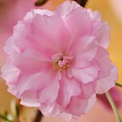 Kurilensis Ruby' Cherry Blossom Tree | Prunus Nipponica -Bloom And Harvest Nipponica 3