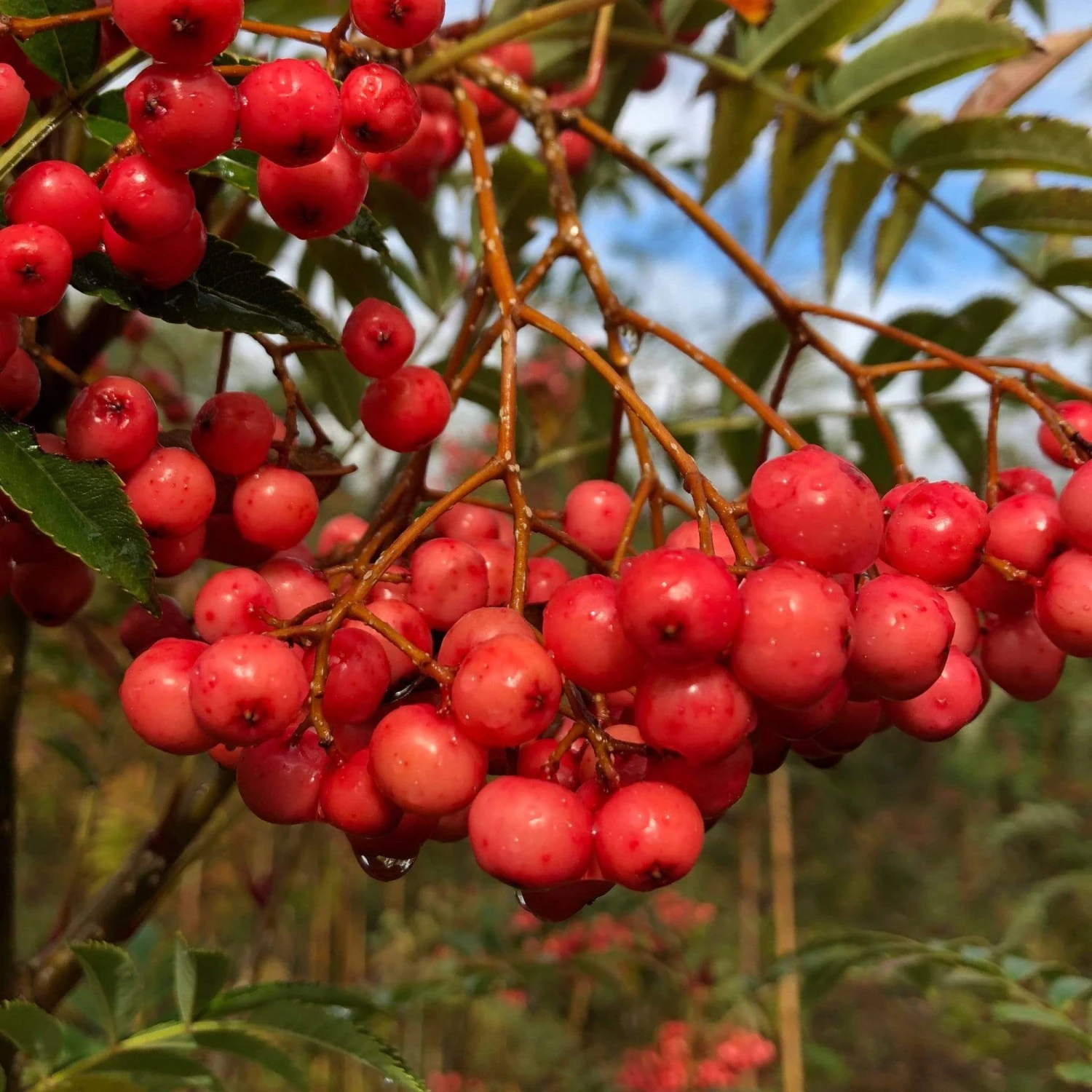 Vilmorinii Rowan Tree | Sorbus 6 Vilmorinii Rowan Tree | Sorbus - Image 4