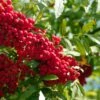 Vilmorinii Rowan Tree | Sorbus -Bloom And Harvest ORN0001 4