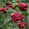 Pink Pagoda Rowan Tree | Sorbus Hupehensis -Bloom And Harvest ORN0001 5