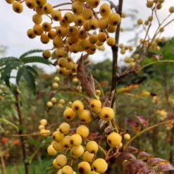 Joseph Rock Rowan Tree | Sorbus -Bloom And Harvest ORN0003 1