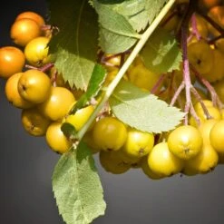 Joseph Rock Rowan Tree | Sorbus -Bloom And Harvest ORN0003 4