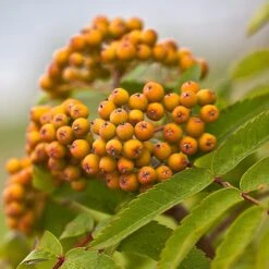 Joseph Rock Rowan Tree | Sorbus -Bloom And Harvest ORN0003 5