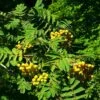 Joseph Rock Rowan Tree | Sorbus -Bloom And Harvest ORN0003 6