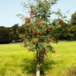 Mountain Ash Rowan Tree | Sorbus Aucuparia -Bloom And Harvest ORN0009 6