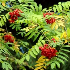 Mountain Ash Rowan Tree | Sorbus Aucuparia -Bloom And Harvest ORN0009 7