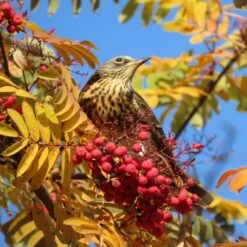 Mountain Ash Rowan Tree | Sorbus Aucuparia -Bloom And Harvest ORN0010bird