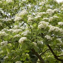 Mountain Ash Rowan Tree | Sorbus Aucuparia -Bloom And Harvest ORN0010spring