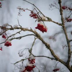 Mountain Ash Rowan Tree | Sorbus Aucuparia -Bloom And Harvest ORN0010winter