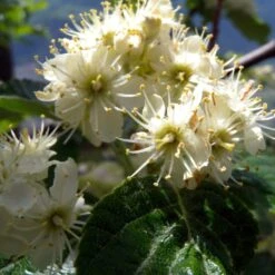 Whitebeam Tree | Sorbus Aria 'Lutescens' -Bloom And Harvest ORN0012 2
