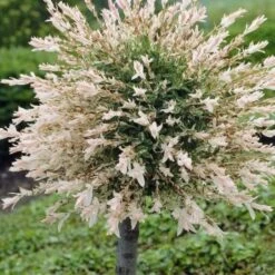 Flamingo Willow Tree | Salix Integra Hakuro Nishiki -Bloom And Harvest ORN0014 1 1