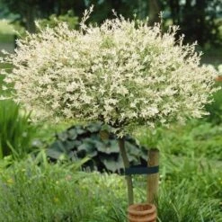 Flamingo Willow Tree | Salix Integra Hakuro Nishiki -Bloom And Harvest ORN0014 3