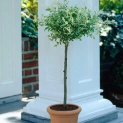 Flamingo Willow Tree | Salix Integra Hakuro Nishiki -Bloom And Harvest ORN0014 4