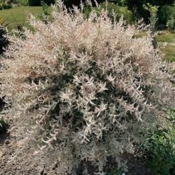 Flamingo Willow Tree | Salix Integra Hakuro Nishiki -Bloom And Harvest ORN0014 5