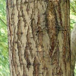 Golden Weeping Willow Tree | Salix Chrysocoma -Bloom And Harvest ORN0015 5