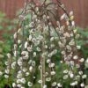 Kilmarnock Dwarf Weeping Willow Tree | Salix Caprea -Bloom And Harvest ORN0017 1