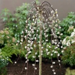 Kilmarnock Dwarf Weeping Willow Tree | Salix Caprea 10 Kilmarnock Dwarf Weeping Willow Tree | Salix Caprea -Bloom And Harvest ORN0017 2