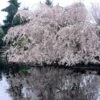 Weeping Yoshino Cherry Blossom Tree | Prunus Yedoensis -Bloom And Harvest ORN0027 1