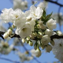 Weeping Yoshino Cherry Blossom Tree | Prunus Yedoensis -Bloom And Harvest ORN0027 3