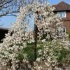 Dwarf Weeping Yoshino Cherry | Prunus Yedoensis 'Ivensii' -Bloom And Harvest ORN0028 1