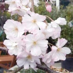 Dwarf Weeping Yoshino Cherry | Prunus Yedoensis 'Ivensii' -Bloom And Harvest ORN0028 2