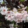 Pink Winter Flowering Cherry Tree | Prunus X Subhirtella 'Autumnalis Rosea' -Bloom And Harvest ORN0030 1