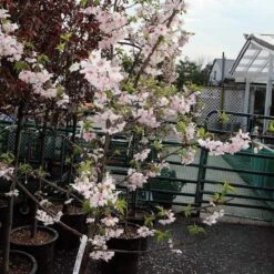 Pink Winter Flowering Cherry Tree | Prunus X Subhirtella 'Autumnalis Rosea' -Bloom And Harvest ORN0030 2