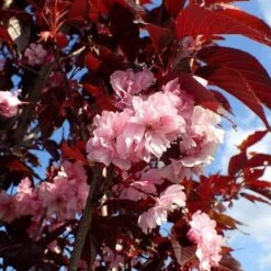 Purple Leaf Cherry Blossom Tree | Prunus Serrulata 'Royal Burgundy' -Bloom And Harvest ORN0032 1