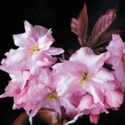 Purple Leaf Cherry Blossom Tree | Prunus Serrulata 'Royal Burgundy' -Bloom And Harvest ORN0032 2