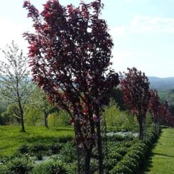 Purple Leaf Cherry Blossom Tree | Prunus Serrulata 'Royal Burgundy' -Bloom And Harvest ORN0032 4