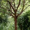 Single Stem Tibetan Cherry Tree | Prunus Serrula -Bloom And Harvest ORN0034 3