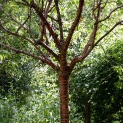 Single Stem Tibetan Cherry Tree | Prunus Serrula