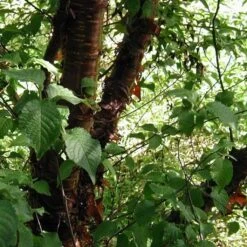 Multi Stem Tibetan Cherry Tree | Prunus Serrula 10 Multi Stem Tibetan Cherry Tree | Prunus Serrula -Bloom And Harvest ORN0034 4 457f60d6 746c 4a68 a6a8 5139ee4b2b53